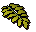 Curry leaf