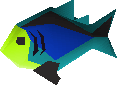 Rainbow fish