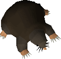Baby mole