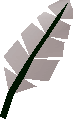 Feather