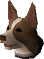 Border collie