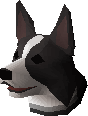 Border collie