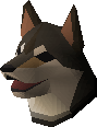 Shiba