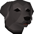 Labrador puppy