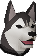 Husky puppy