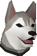 Husky puppy