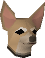 Chihuahua puppy