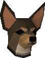 Chihuahua puppy