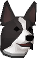 Border collie puppy