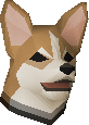 Corgi puppy