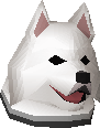 Samoyed puppy