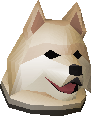 Samoyed puppy