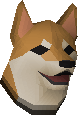 Shiba puppy