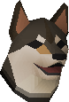 Shiba puppy