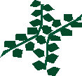 Seaweed