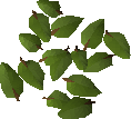 Leaves