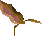 Dead sea slug