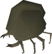 Rock Crab