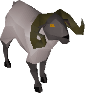 Ram