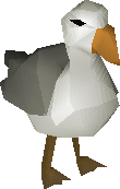 Seagull