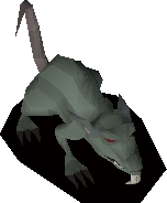 Giant crypt rat