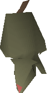 Rat