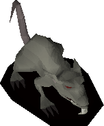Giant rat