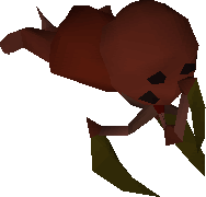 Abyssal leech