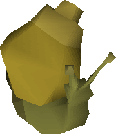 Ochre Blamish Snail