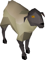 Sheep