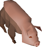 Pig