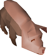 Piglet