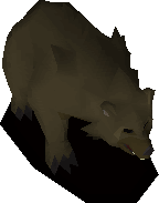 Grizzly bear