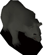 Black bear