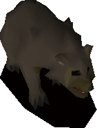 Grizzly bear cub