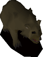 Bear Cub