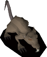 Zombie rat
