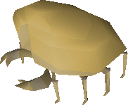 Sand Crab