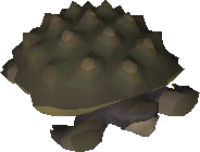 Tortoise