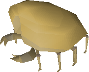 King Sand Crab